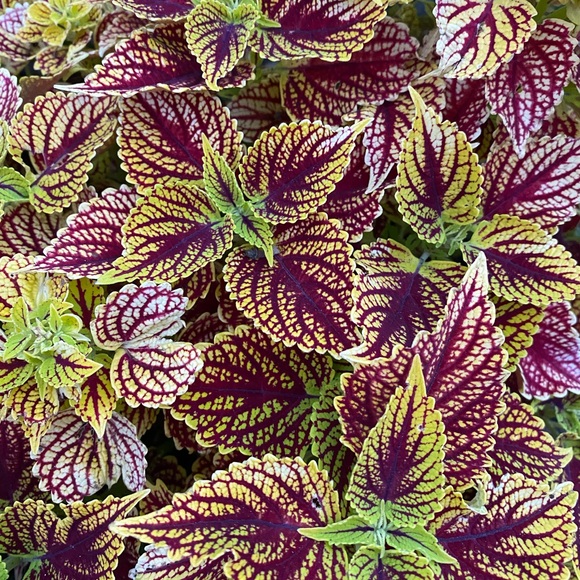 Meet your Posher, Maya - Picture 1 of 1